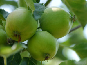 Die Äpfel reifen im Obstgarten des Gartens Schlegelmilch