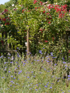 namenlose alte Rosen wachsen bevorzugt am Zaun im Garten Schlegelmilch