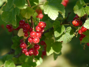 Die Johannisbeerernte kann starten im Garten Schlegelmilch