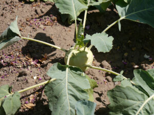 Kohlrabi zum Ernten im Garten Schlegelmilch