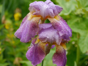 Iris barbata-elatior 'Rota', Mauergarten Schlegelmilch