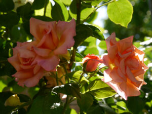 Rosa 'Compassion', Mauergarten Schlegelmilch