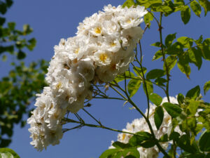 Rosa 'Bobby James', Mauergarten Schlegelmilch