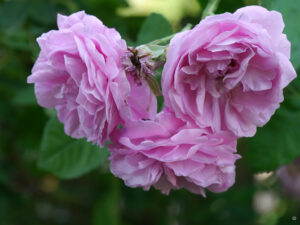 Rosa centifolia 'Fantin Latour', Mauergarten Schlegelmilch