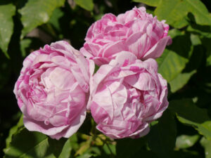 Rosa 'Honorine de Brabant', eine der schönsten historischen Rosen, lila-rosa gestreift, Mauergarten Schlegelmilch