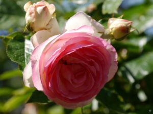 Die Edenrose im Garten Schlegelmilch