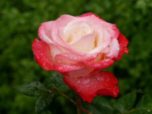 weißrot, Rosa 'Nostalgie', Mauergarten Schlegelmilch