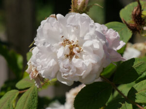 Rose im Garten Schlegelmilch