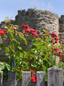 alte Rose vor dem alten Wehrturm im Garten Schlegelmilch