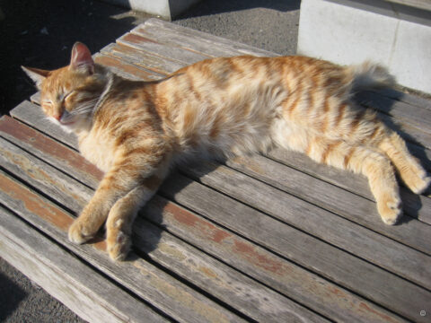 Katze in der Nähe des Galata-Turms