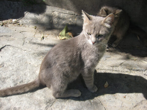 Katzen im Beylerbey Palast in Istanbul