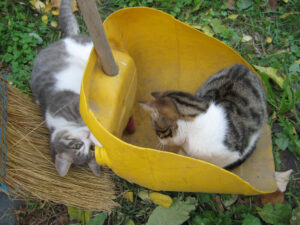 Katzenkinder spielen Verstecken im Gülhane Park.