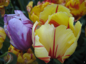 Tulpen im Emirgan-Park, Emirgân Korusu, Sarıyer-Viertel, April zum Lale-Festival