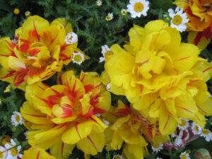 Tulpen im Emirgan-Park, Emirgân Korusu, Sarıyer-Viertel, April zum Lale-Festival