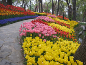 Tulpen im Emirgan-Park, Emirgân Korusu, Sarıyer-Viertel, April zum Lale-Festival