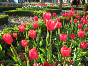 Tulpen am "Sultanahmet-Platz" in Istanbul