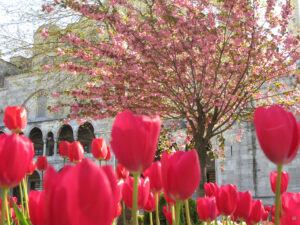 Tulpen und Zierkirschen am "Sultanahmet-Platz" in Istanbul