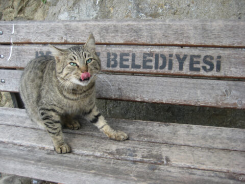 Großstadtkatze in Istanbul