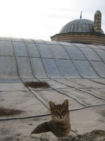 Mahsa sitzt auf dem Bleidach der Hagia Sofia