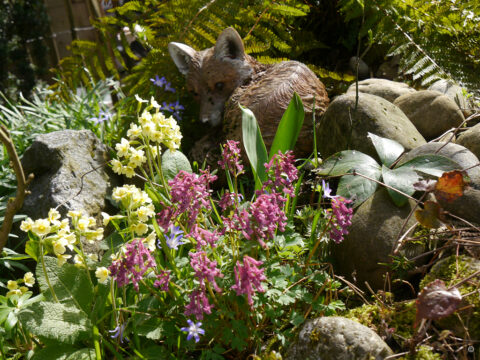 Corydalis, Chionodoxa und Primula an der Bachquelle in Wurzerlsgarten.