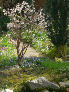 Prunus incisa 'Kojou-no-mai', Wurzerlsgarten