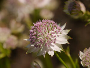 Astrantia 'Buckland', TUINGOED FOLTZ (ANDRIES BIERLING)