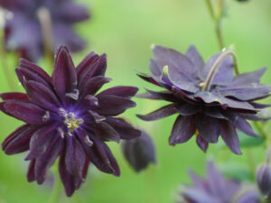 Aquilegia vulgaris 'Black Barlow', TUINGOED FOLTZ (ANDRIES BIERLING)