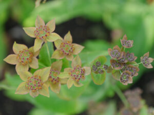 Bupleurum longifolium, TUINGOED FOLTZ (ANDRIES BIERLING)