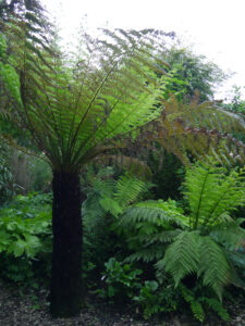 Palmfarne und Gunnera bilden den exotischen Übergang in den Schattengarten