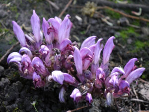 Lathraea clandestine, Verborgene Schuppenwurz, Tuingoed Foltz