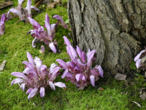 Lathraea clandestine, Verborgene Schuppenwurz, Tuingoed Foltz