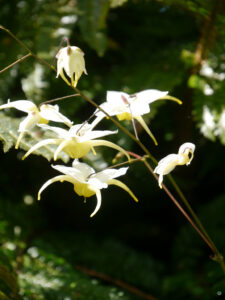 Epimedium 'Egret', Tuingoed Foltz, Meeden