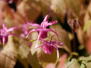 Epimedium grandiflorum 'Circe', Tuingoed Foltz, Meeden