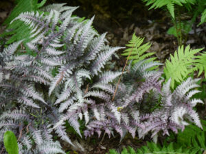 Athyrium niponicum var. pictum 'Burgundy Lace', Regenbogenfarn, Brokatfarn, TUINGOED FOLTZ (ANDRIES BIERLING)