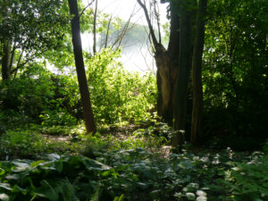 Blick vom Schattengarten auf die natürliche Freifläche in Tuingoed Foltz