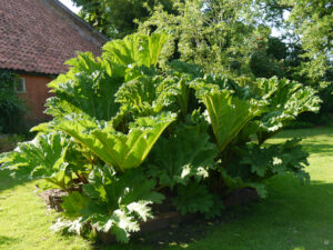 Im kleinen vorderen Garten von Tuingoed Foltz