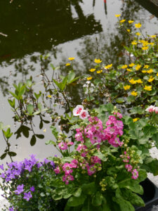 Teich im Garten Christa Welling 