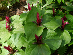 Trillium in der Gärtnerei "Tuingoed Foltz", Meeden