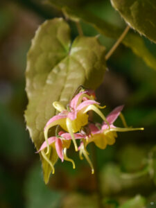 Epimedium 'Fire Dragon', Gärtnerei "Tuingoed Foltz", Meeden