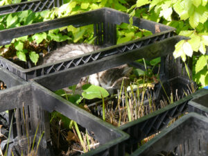 Der Headgardener der Kwekerij en Kijktuin Aan de Dijk ist müde.