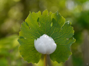 Sanguinaria canadensis 'Multiplex', Kwekerij en Kijktuin Aan de Dijk 