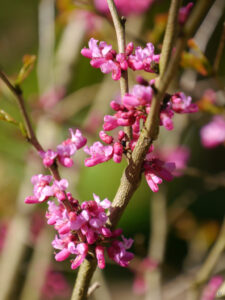 Cercis chinensis 'Avondale', Chinesischer Judasbaum, Kwekerij en Kijktuin Aan de Dijk 