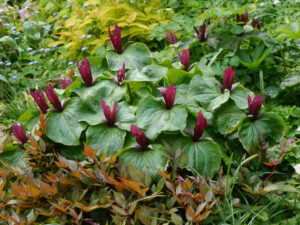 Trillium im Sammlergarten Gesine und Jürgen Garz, Jever