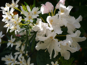 Choisya und Rhododendron im Waldgarten von Amanda und Arno Peters. 