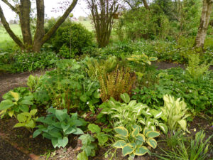 Hostas und Farne im Waldgarten von Amanda und Arno Peters