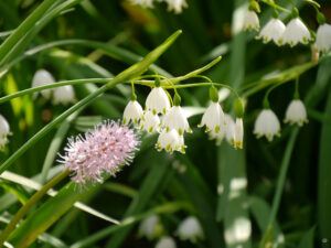 Leucojum aestivum 'Gravety Giant', ist Rikas Lieblingsblume