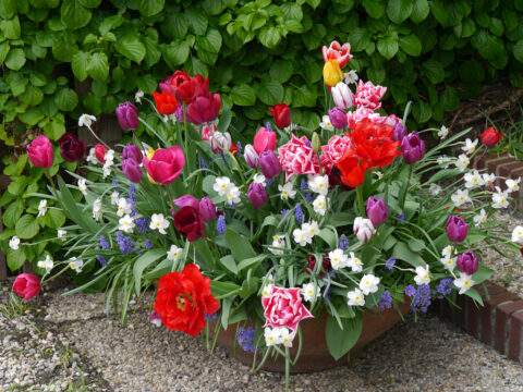 Frühlings-Blumenarrangement im Garten Rika van Delden