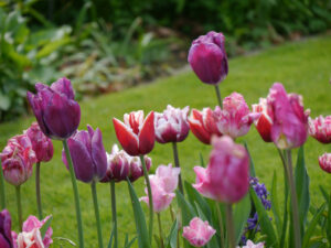 Im Rondellgarten von Tuinfleur