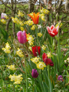 Tulpen und Narzissen Im großen Teichgarten von Tuinfleur