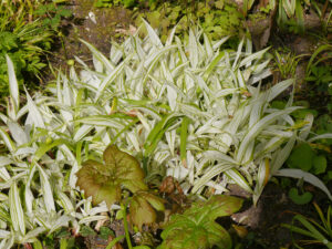 Der Raritätengarten von Tuinfleur, Carex siderosticha 'Shiro' und Maiapfelrarität.